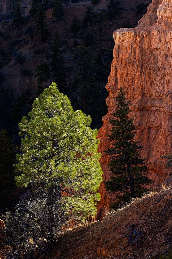 Ponderosa pine and hoodoos Bryce Canyon National Park, Utah.